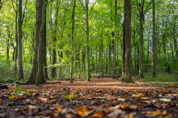 Der Stadtwald in Duiddburg soll möglichst nicht für DRC angetastet werden. Foto: Tanja Pickart/Stadt Duisburg