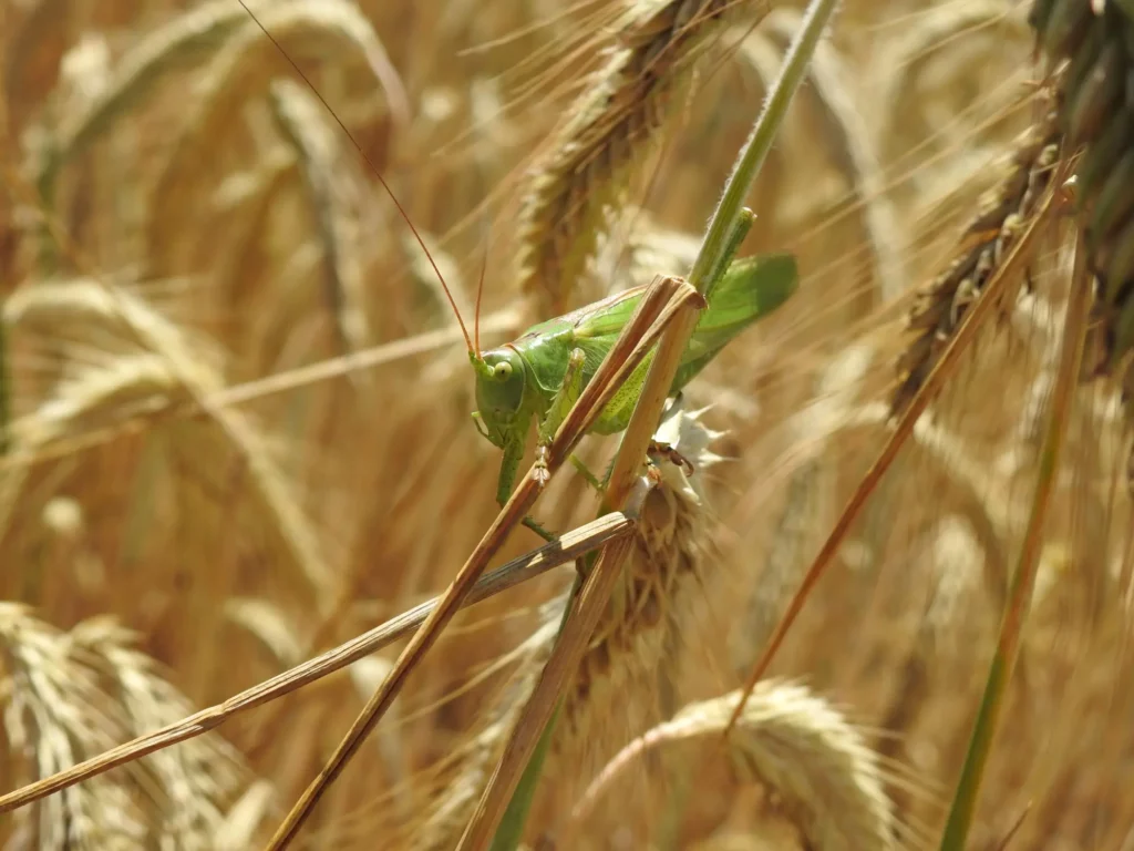 Das Grüne Heupferd (Tettigonia viridissima) ist die größte heimische Heuschrecke und im Spätsommer recht häufig zu sehen. Es ernährt sich überwiegend von anderen Insekten © Landeshauptstadt Düsseldorf/Aquazoo