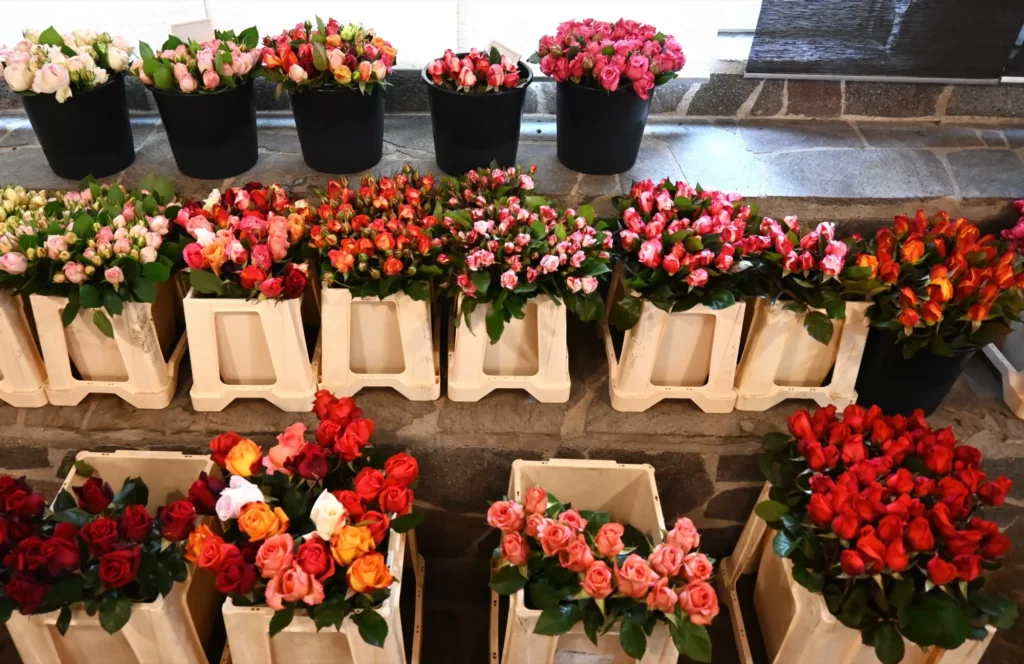 Mehr als 50 verschiedene Rosensorten wachsen auf den Feldern zwischen Duisburg und Düsseldorf. Foto: sam