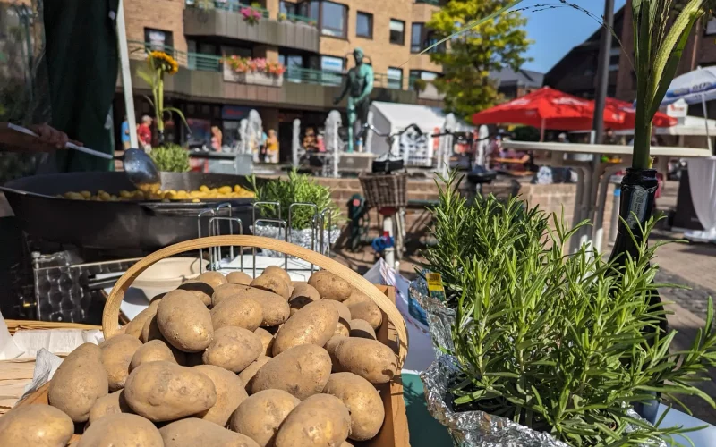 Ein Korb mit frischen Kartoffeln und Kräutern, bereit zur Zubereitung, im Klemensviertel während des Kartoffelfests 2023. Foto: ah