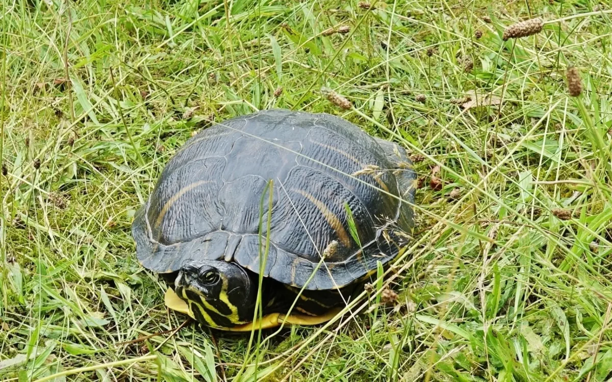 Schildkröte im Friedrich-von-Spee-Biotop. Foto: kh