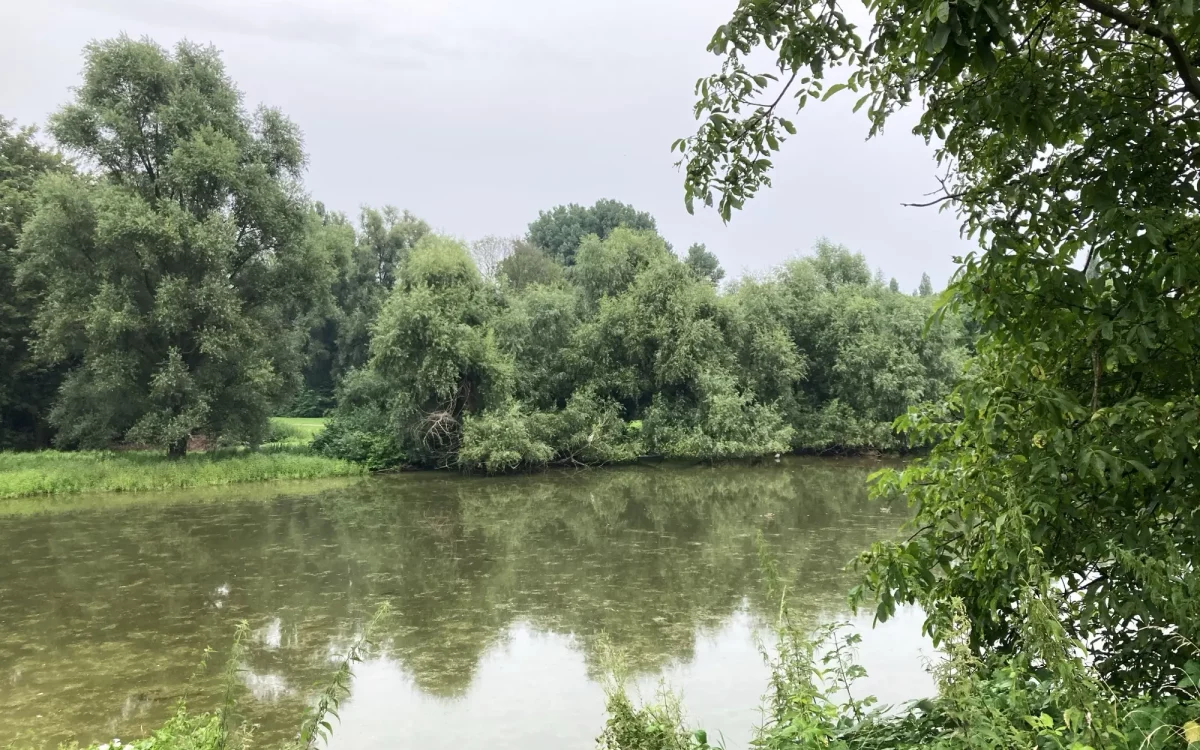 Mit Blaualgen befallen ist der Schwanensee in Huckingen. Foto: sam