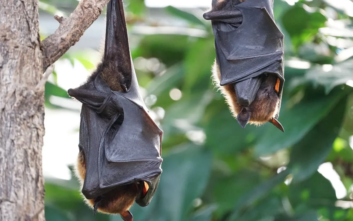 Bei den Bat Nights dreht sich alles rund um Fledermäuse. Foto: Pixabay/Salmar